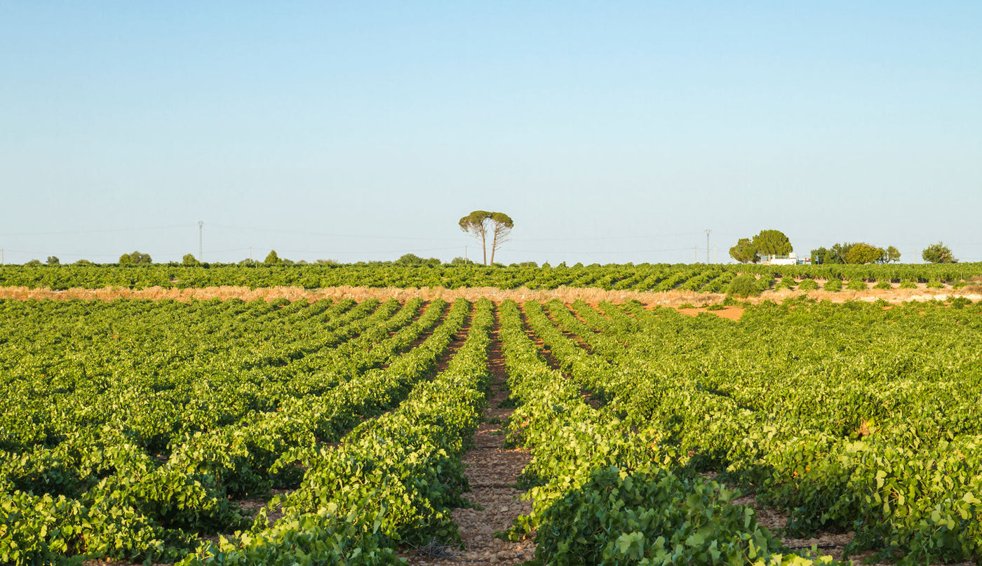 Vineyards in Treviso