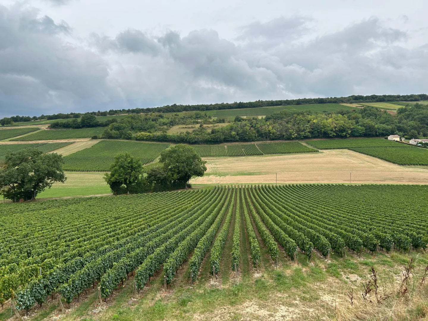 Burgundy vineyard