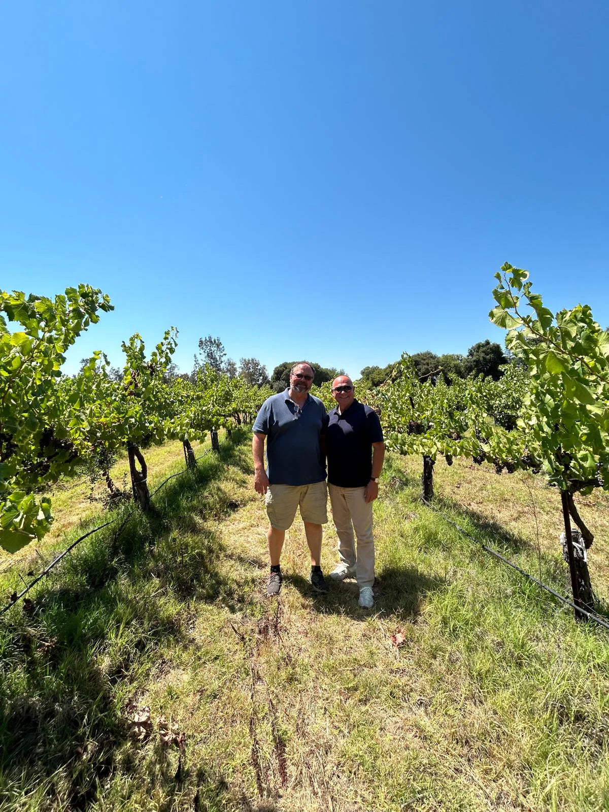 A vineyard visit for grape selection