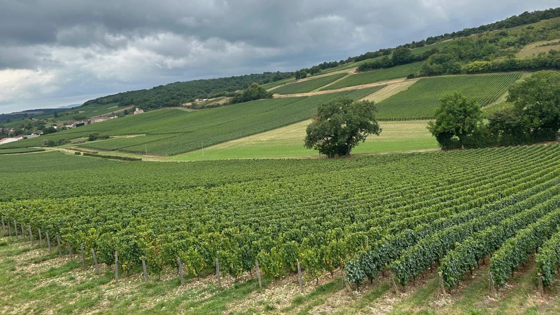 BOLLE's World Unique Wine Making Technique